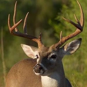 Meet your Posher, Carl